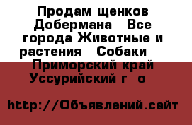 Продам щенков Добермана - Все города Животные и растения » Собаки   . Приморский край,Уссурийский г. о. 